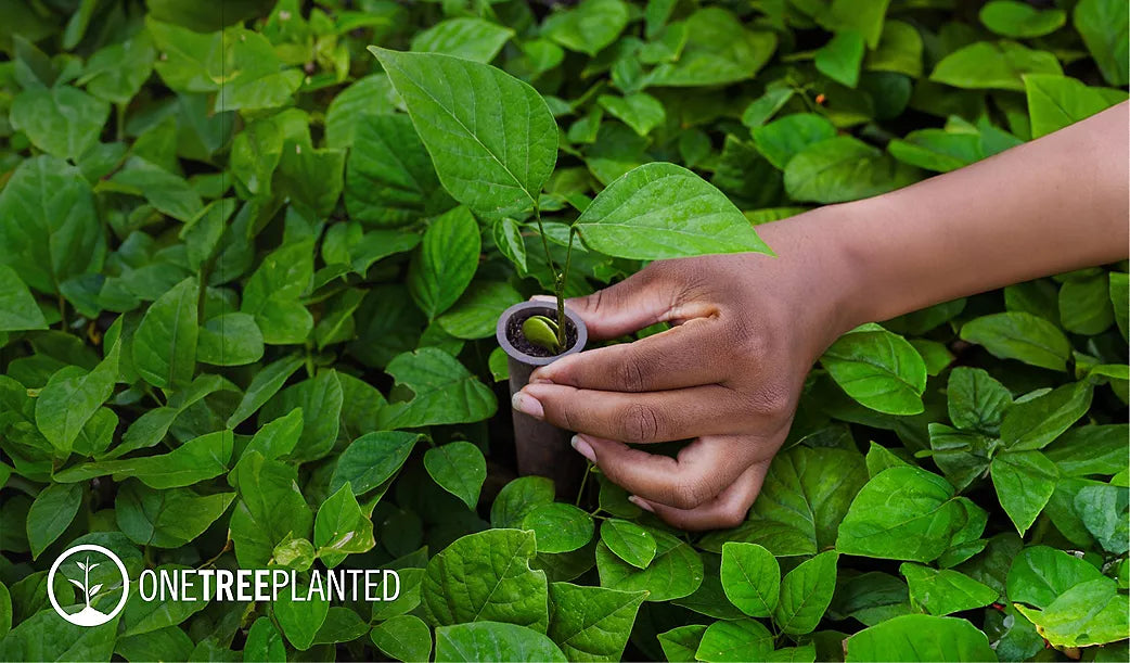 This Product Plants Trees